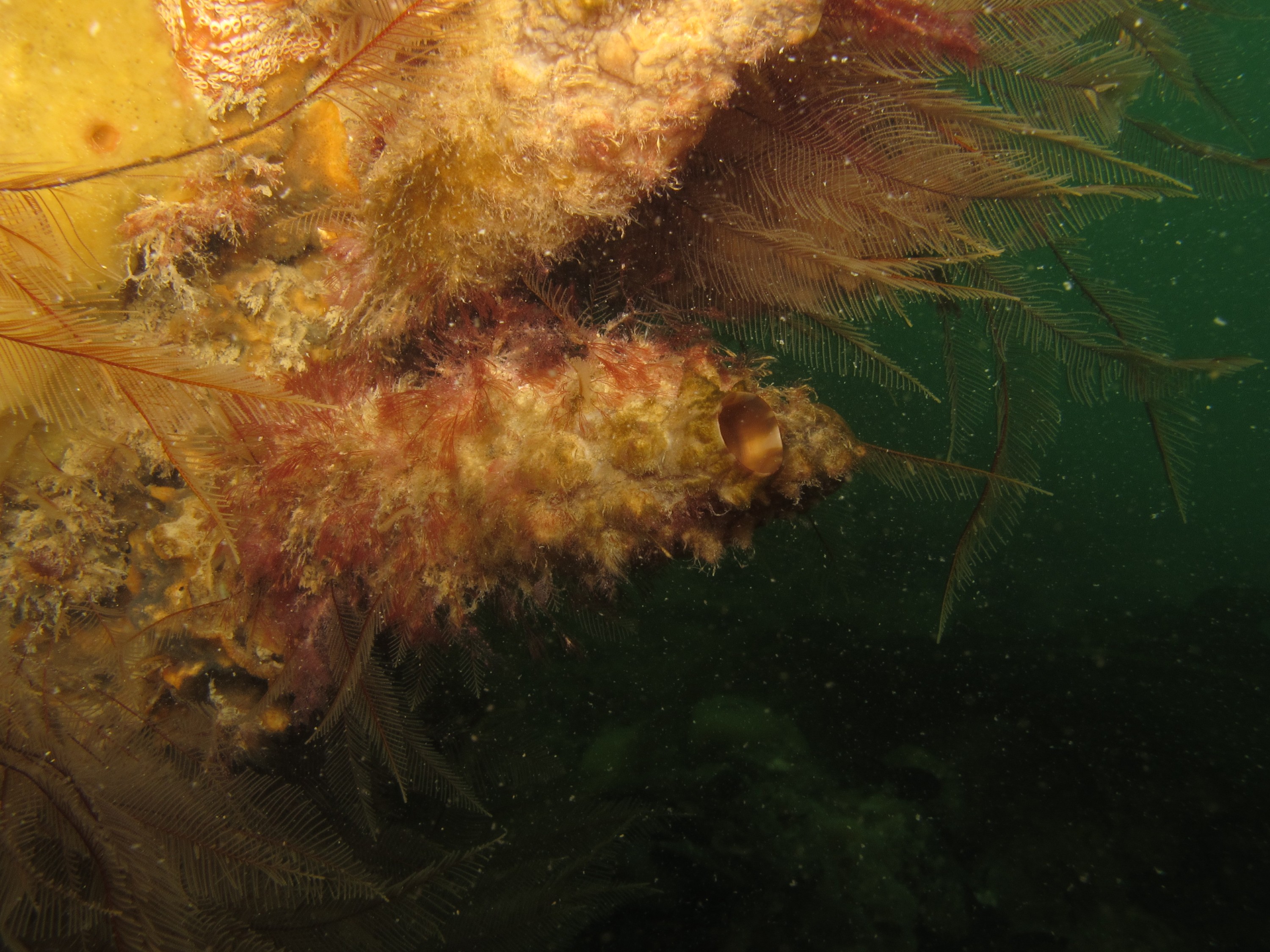 IMG_0496 – new, zealand, new zealand, nz, crispin, whangarei, styela, clava, club, clubbed, tunicate, ascidian, sea squirt, squirt, crispin, marine, pest